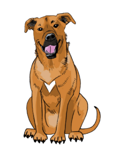 Joker - Anca's Hund