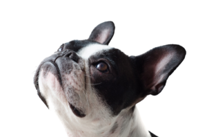 Hund für Leistungen-Section