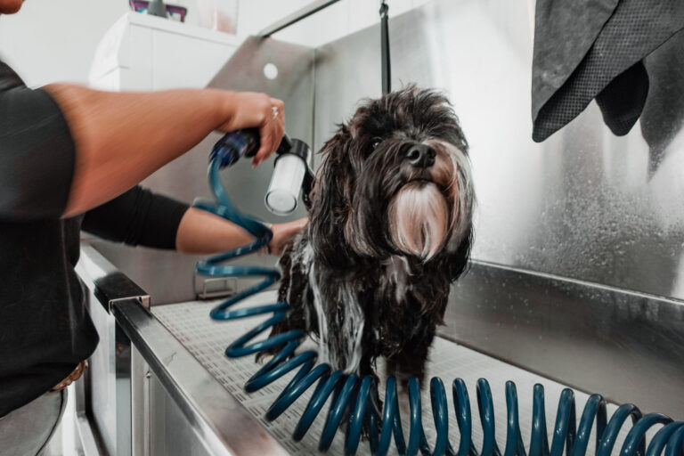 Warum werden Hunde im Salon gewaschen?